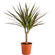 Dracaena potted plant. This popular potted plant is a great gift for those who enjoy home planting.. Nizhny Novgorod