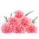 Pink Carnations. Nizhny Novgorod